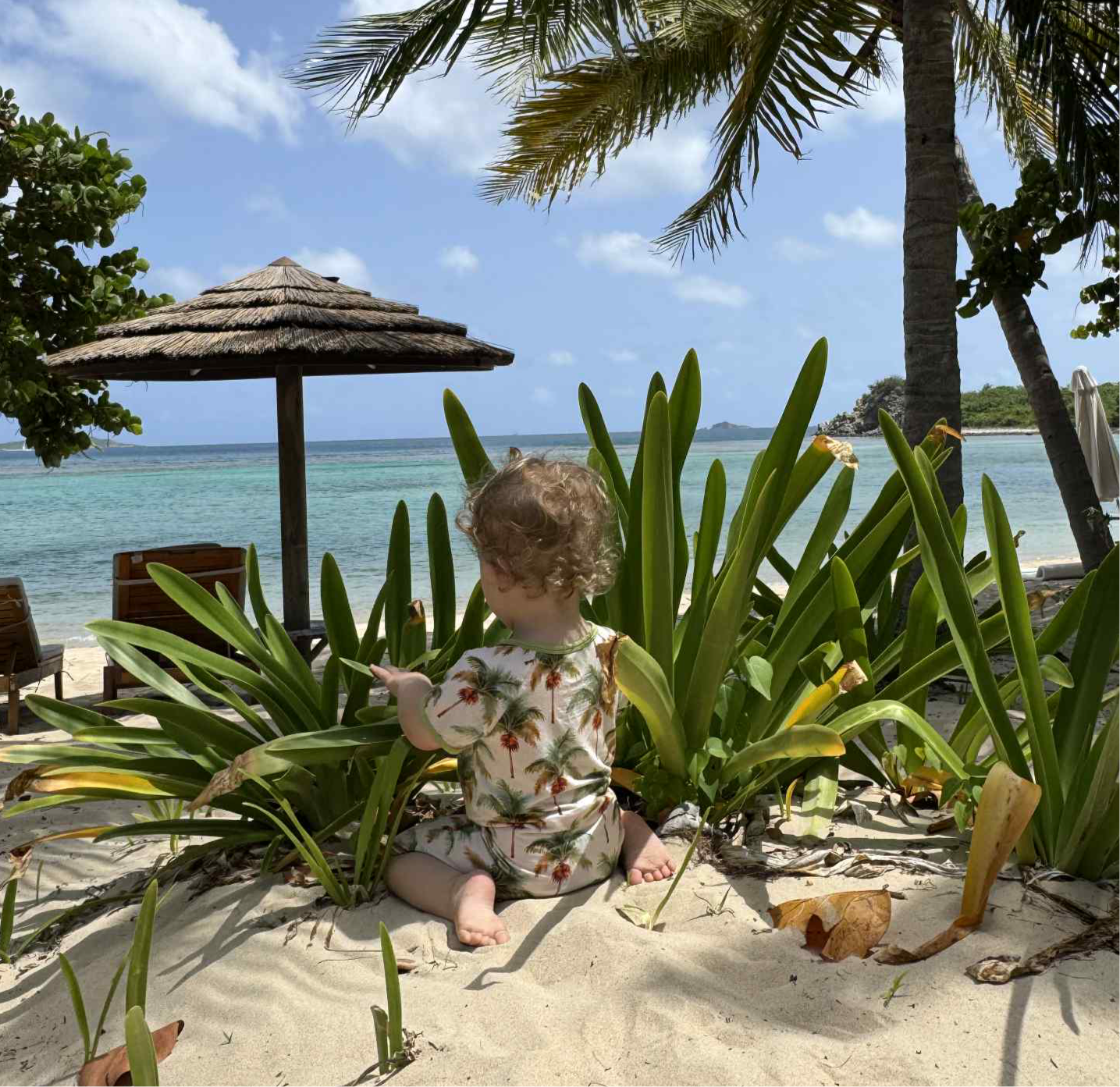 Palm Tree Shorty